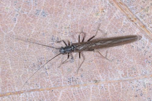 Leuctra sp.